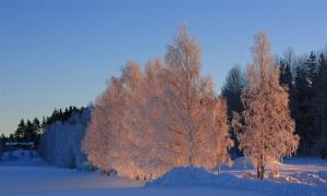 Solens första strålar lyser på de frostiga björkarna en kall morgon i Januari 2010